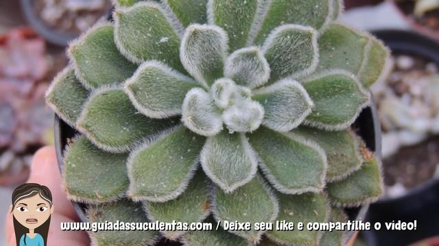 Echeveria Setosa: Guia Completo Desta Suculenta смотреть онлайн
