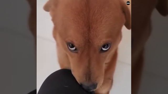 ОНИ ЗА ВАС ОТДАДУТ СВОЮ ЖИЗНЬ! САМЫЕ ПРЕДАННЫЕ ДРУЗЬЯ!