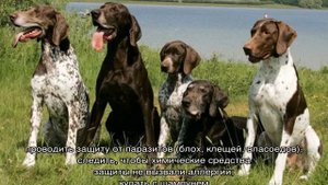 Пойнтер (порода собак): описание, воспитание и другое