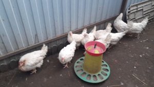 Купил кур несушек породы Коралл.