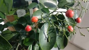 Мурайя (Murraya paniculata) - лечебные свойства, уход в домашних условиях