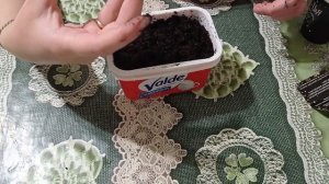 ВЫРАСТИ СВОЮ НОВОГОДНЮЮ ЕЛЬ ИЗ ФИКС ПРАЙС!