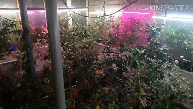 Цитрусы Беларуси. С чего начиналась моя коллекция цитрусов смотреть онлайн