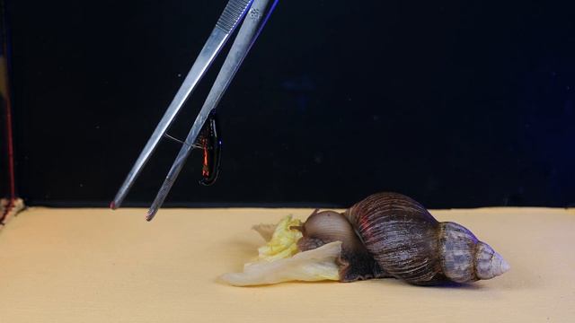 WHAT HAPPENS IF SNAIL SEES A LEECH? MEETING SNAIL and LEECH смотреть онлайн