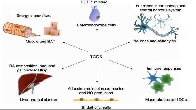 Therapeutics for type-2 diabetes mellitus