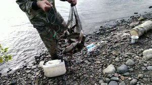 Откуда столько рыбы.