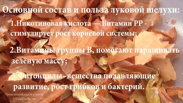 Луковая шелуха польза и вред для человека