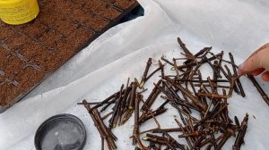 Черенкование одревесневших черенков гортензий.