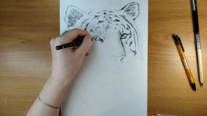 Рисуем тигра | чёрно-белый рисунок | таймлапс