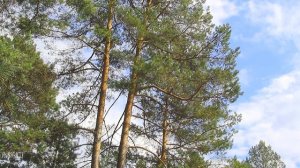 Пение птиц и шум соснового леса