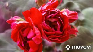 ПЕЛАРГОНИЯ ЭЛИНА БЫСТРИЦКАЯ // КОЛЛЕКЦИЯ ЛИПАТРВОЙ АНАСТАСИИ // ВАЦАП ДЛЯ ЗАКАЗА 89152458159
