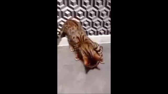 Смешные кошки июнь 2023 смотреть онлайн