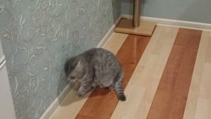 Как кот вяжет кошку / Вязка /  КОШКИН ДОМ #funnycats