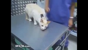 Просто шок!!!Реальное обездвиживание кота!!!