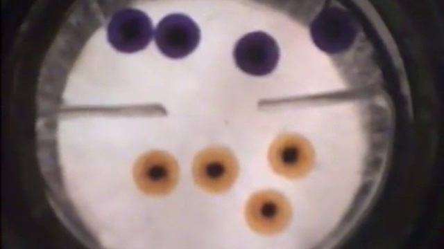 Всё о науке || Модель диффузии смотреть онлайн