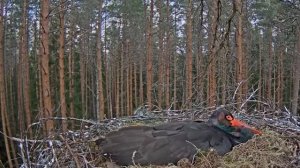 Черный аист . Что за треск в лесу? What's that knocking in the woods?