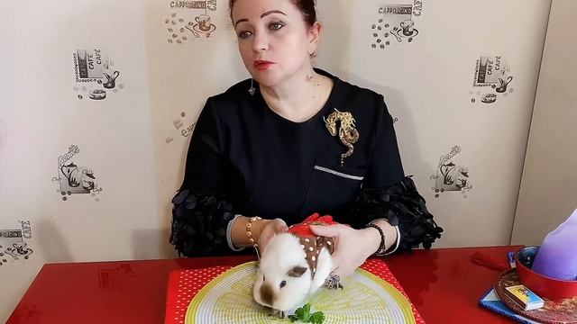 Роды и предродовой период у морских свинок.