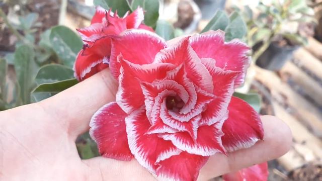 Rosa do deserto (Adenium Obesum) Identificação Santa Claus смотреть онлайн