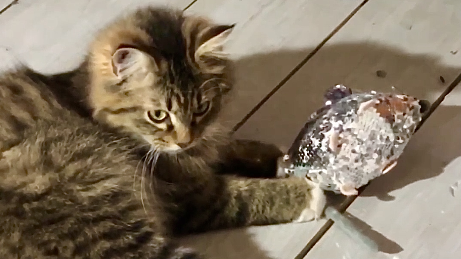 Кот Куница и игрушка Мышка - Забавные игры. Кошачьи истории из жизни смотреть онлайн