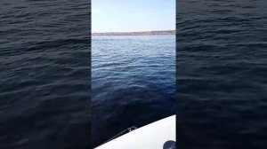 Ямаха 6 л.с. и лодка регата 310 нднд.
