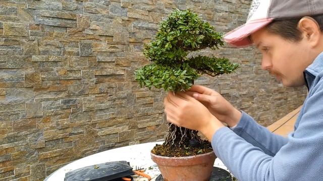 Азалия бонсай. Правило "Четырех лет"! Зачем обрывать бутоны у азалии бонсай? Azalea bonsai. смотреть онлайн