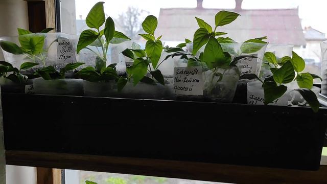 Как растёт рассада перцев сладких и полуострых. 6 апреля. смотреть онлайн