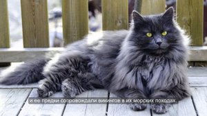 Норвежская лесная кошка