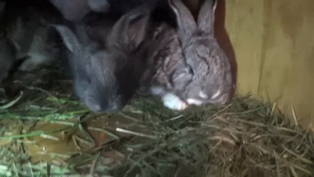 Крольчата 3-я неделя смотреть онлайн