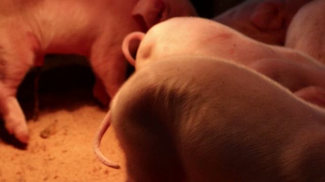 OXYTOCIN WHAT IS THAT? / ОКСИТОЦИН ЧТО ЭТО ТАКОЕ? смотреть онлайн