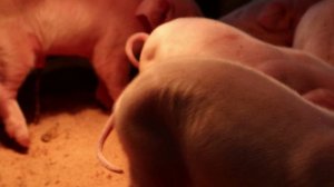 OXYTOCIN WHAT IS THAT? / ОКСИТОЦИН ЧТО ЭТО ТАКОЕ?