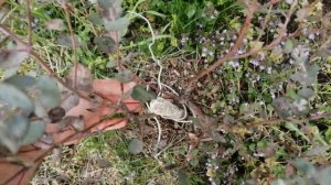 Эвкалипты Ганна (Eucalyptus gunnii) и Снежный (Eucalyptus pauciflora) после зимы?#эвкалипт #экзот