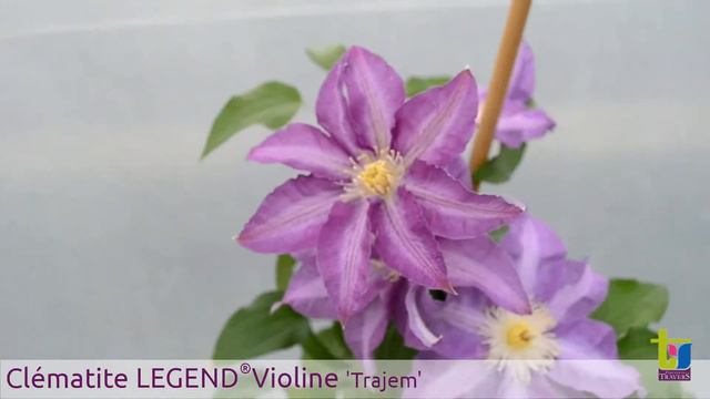 Clématite LEGEND® Violine 'Trajem' - Pépinières TRAVERS - Spécialiste des plantes grimpantes смотреть онлайн