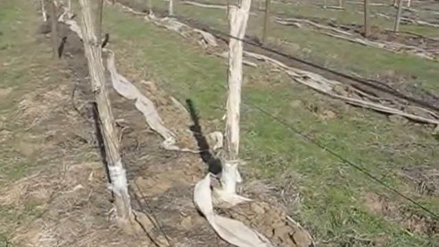 Виноград Март ночные заморозки.