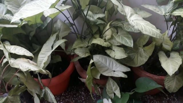 Syngonium plant care n propogation #arrow head|| #syngonium ||best air purifier n oxygen giving смотреть онлайн