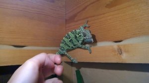 Йеменский хамелеон меняет цвет ( Chameleon Changing Color )
