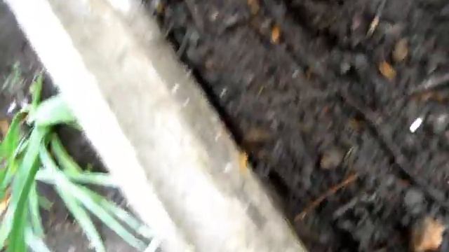 СЛИЗНИ Где они разводятся. Как я с ними сегодня боролся смотреть онлайн