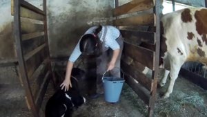 ПЕРВЫЙ ДЕНЬ ТЕЛЕНКА . РОЖДЕНИЕ ПЛАЦЕНТЫ