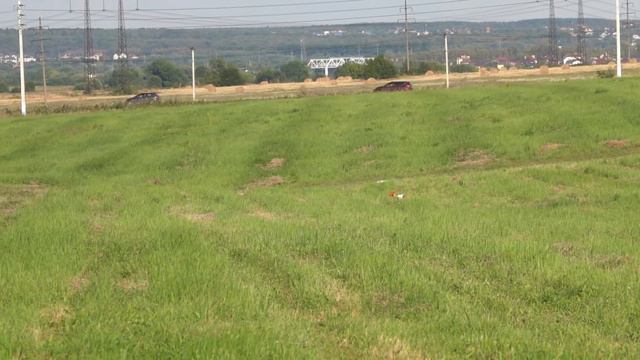 Уиппеты VALPAIN PEK BLOSSOM DRAGON (К) и ANTHRAX GO BYE (Б). CACIL-ЧРКФ, Русский простор 2020. смотреть онлайн