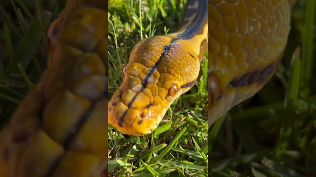 Such a tame python. ? #petsnake #snake #reticulatedpython