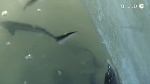 Сенгилеевское водохранилище атаковали колонии моллюсков