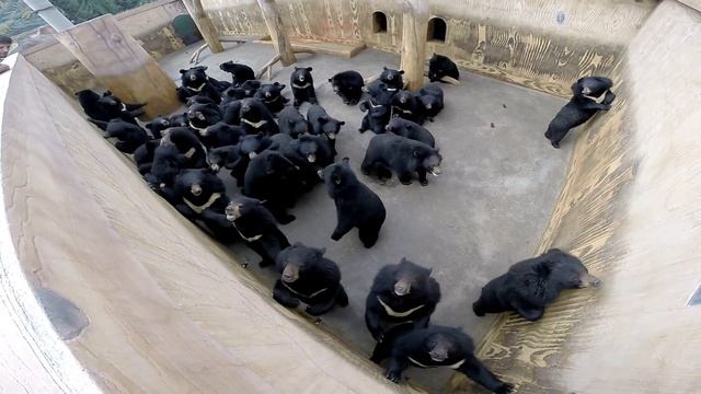 100 медведей смотреть онлайн