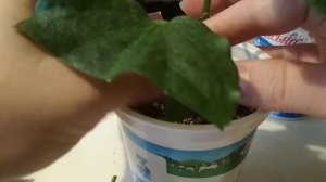 Прививка гибискуса