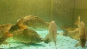 Карпы, раки и крабы.