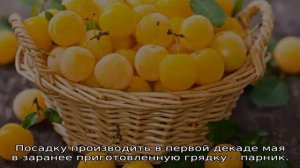 Алыча: описание сортов