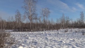 Охота на лося загоном. Первый опыт. Первый лось!