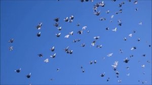 Николаевские голуби! Рузманов Василий.