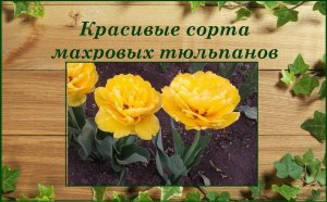Тюльпаны махровые и махрово-бахромчатые. Красивые сорта из моей коллекции