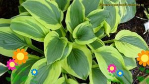 Хоста гибридная Вельвет мун. Краткий обзор, описание характеристик hosta hybrida Velvet Moon