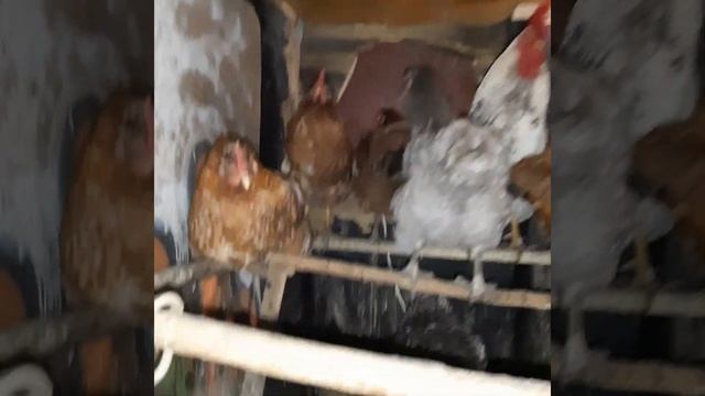 Установка таймера на часы освещения в курятнике смотреть онлайн