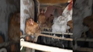 Установка таймера на часы освещения в курятнике